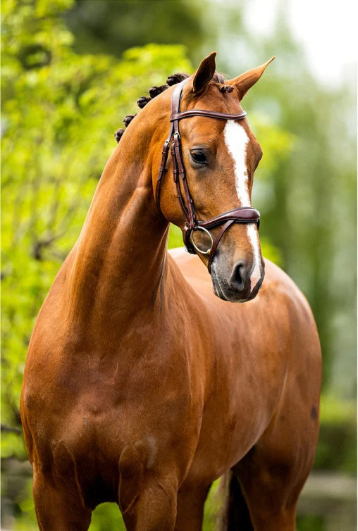 BR Longridge Bridle - Image 3