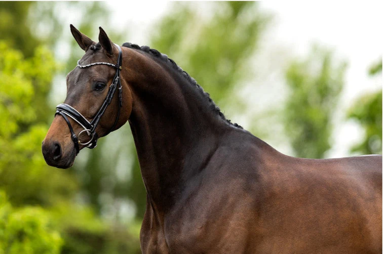 BR Andover Bridle - Image 4