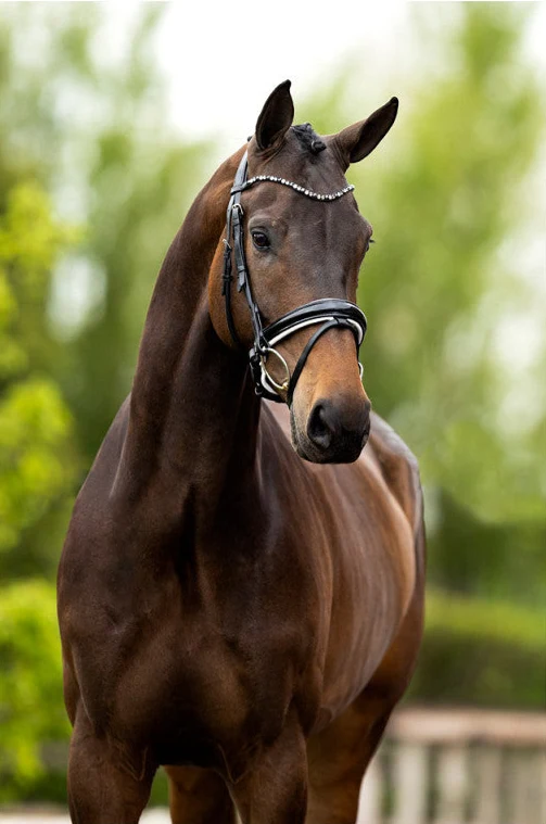 BR Andover Bridle - Image 5