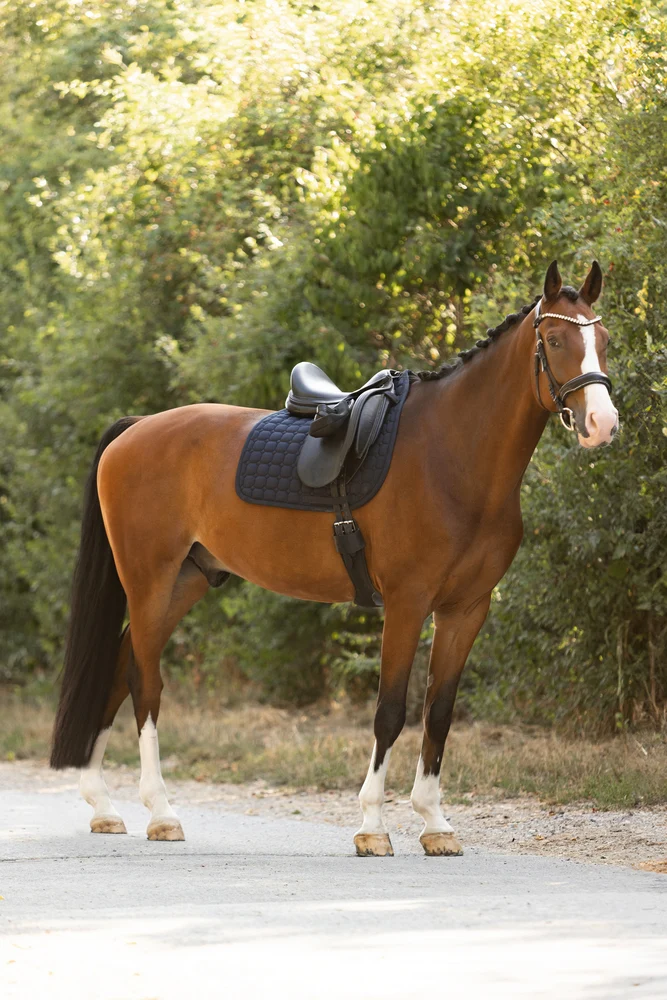 Eskadron Molton Saddle Blanket - Image 7