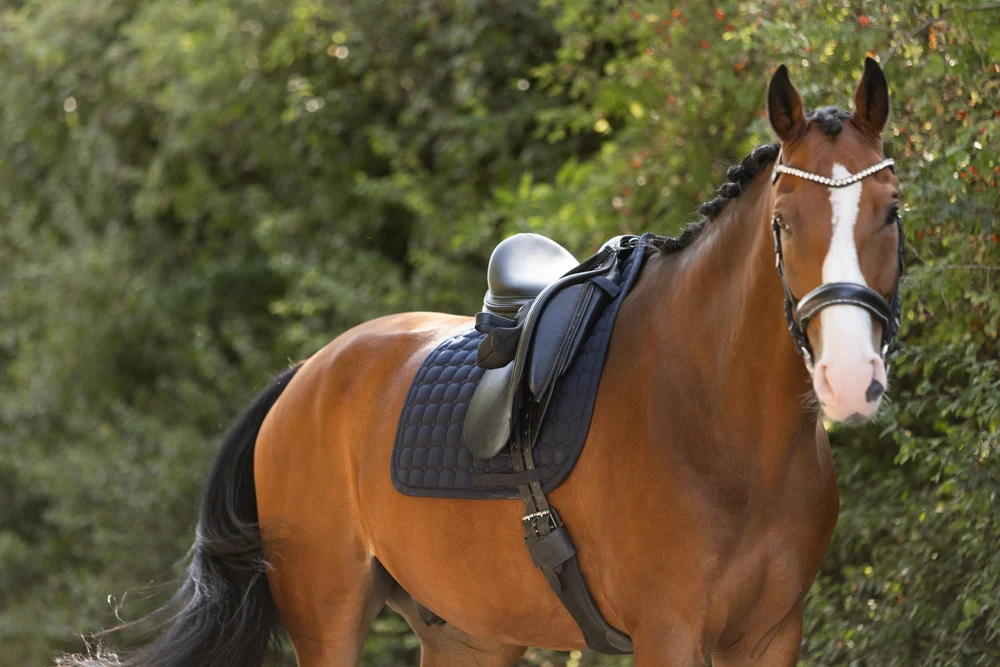 Eskadron Molton Saddle Blanket - Image 9